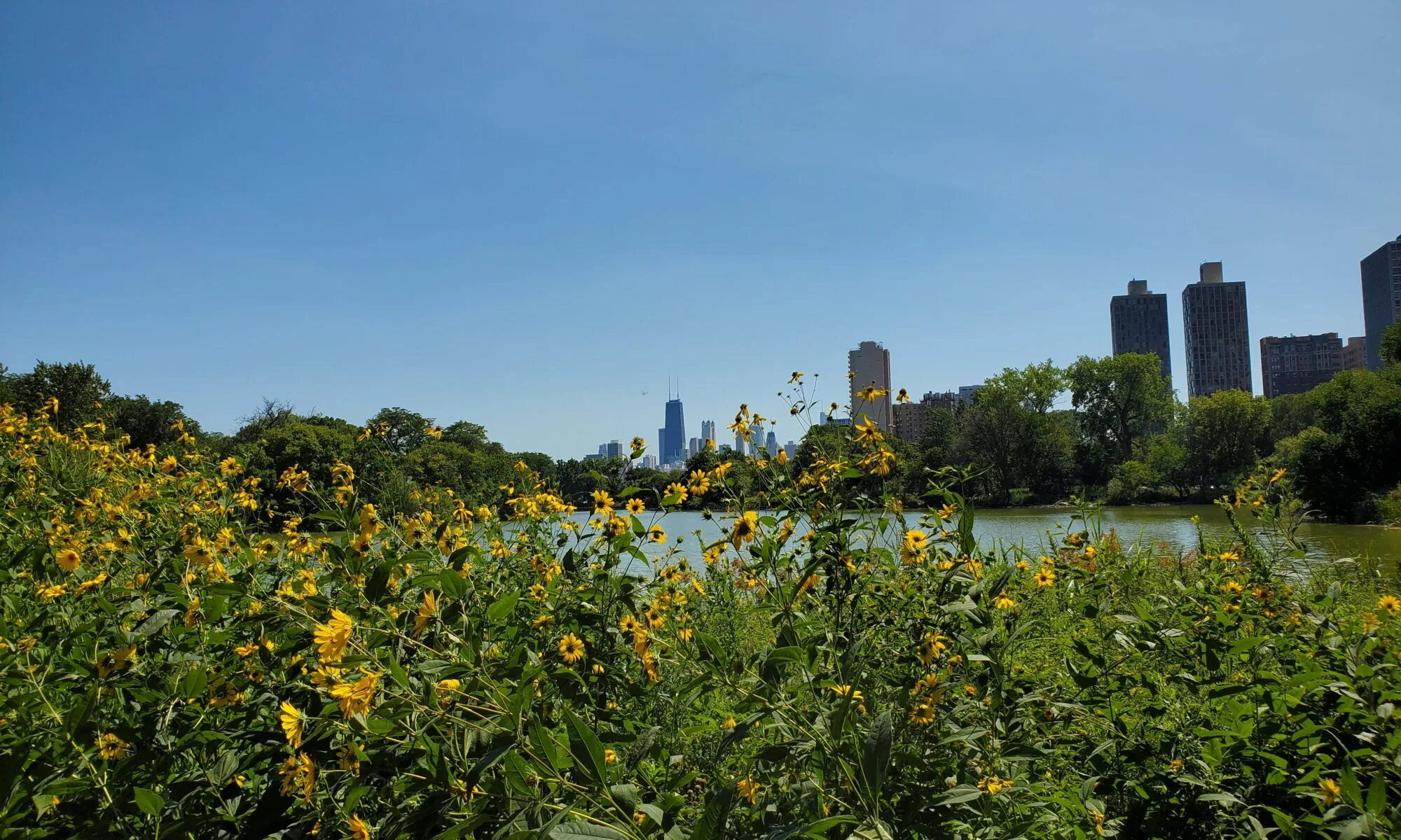 Chicago, Illinois skyline showing green grass, yellow flowers, blue sky, and buildings